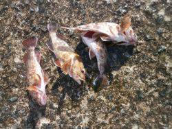 大阪南港海釣り公園　カレイ、ガシラ