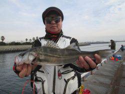 尼崎市立魚つり公園　エビ撒きでスズキ