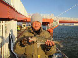 尼崎市立魚つり公園　ハネ、セイゴ
