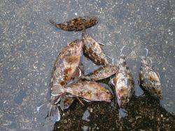 大阪南港海釣り公園　ガシラ