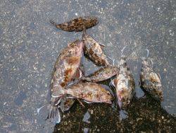 大阪南港海釣り公園　ガシラ