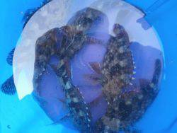 大阪南港海釣り公園 強い風の中でもガシラ