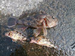 大阪南港海釣り公園 強い風の中でもガシラ