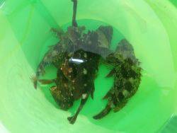 暖かい日でした、大阪南港海釣り公園