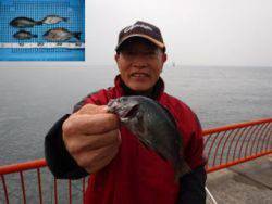 神戸市立平磯海づり公園　ウキ釣りでメバル、ウミタナゴ