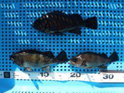 神戸市立平磯海づり公園 デイメバ釣果