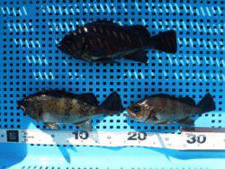 神戸市立平磯海づり公園 デイメバ釣果