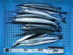 神戸市立平磯海づり公園　サヨリ