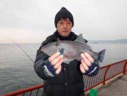 アミエビでウマヅラ、神戸市立平磯海づり公園