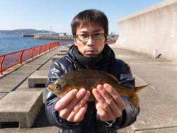 神戸市立平磯海づり公園　ウミタナゴ　記録賞…