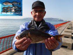 神戸市立平磯海づり公園　ウミタナゴ　記録賞…