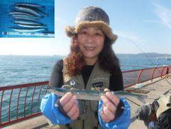 神戸市立平磯海づり公園　ウキ釣りでサヨリ