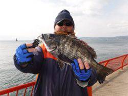 神戸市立平磯海づり公園　チヌ 	41㎝