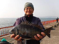 シラサでチヌ　神戸市立平磯海づり公園