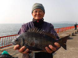シラサでチヌ　神戸市立平磯海づり公園