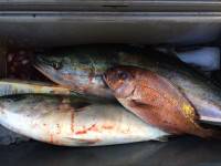 和歌山マリーナシティ海洋釣り堀　マダイ、ブ…