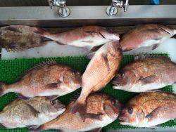 和歌山マリーナシティ海洋釣り堀　マダイ11匹！