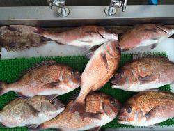 和歌山マリーナシティ海洋釣り堀　マダイ11…