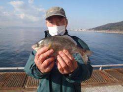 神戸市立須磨海づり公園　カゴ天秤でウミタナゴ