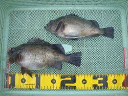 神戸市立須磨海づり公園　良型メバル