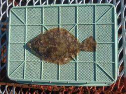 神戸市立須磨海づり公園 投稿