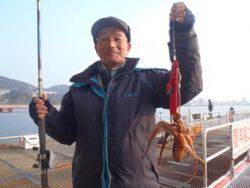 神戸市立須磨海づり公園でタコ、エサはアジ