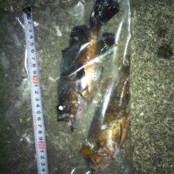 エギング後メバリング