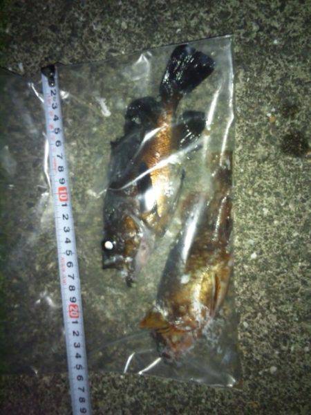 エギング後メバリング