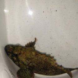 爆風のメバリンング