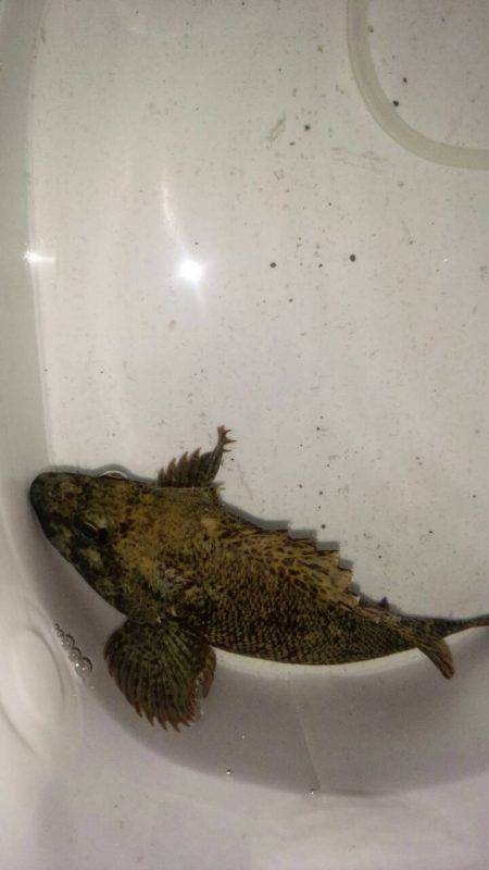 爆風のメバリンング