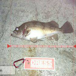 デカいメバル狙い!