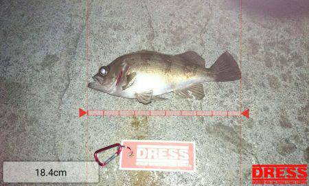 デカいメバル狙い！