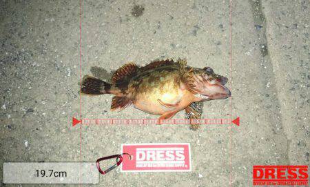 メバル～癒しを求めて編～