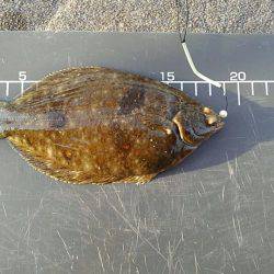 今シーズン初カレイ