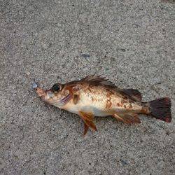 伊根３で釣りをする