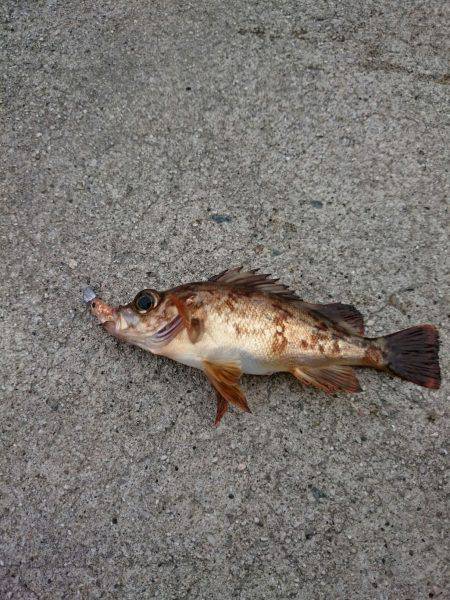 伊根３で釣りをする