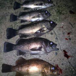 大雨の中のメバリング