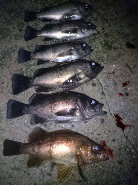 大雨の中のメバリング