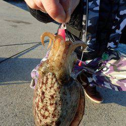 ライトエギング。