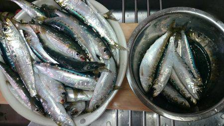 マイワシ爆釣！！！