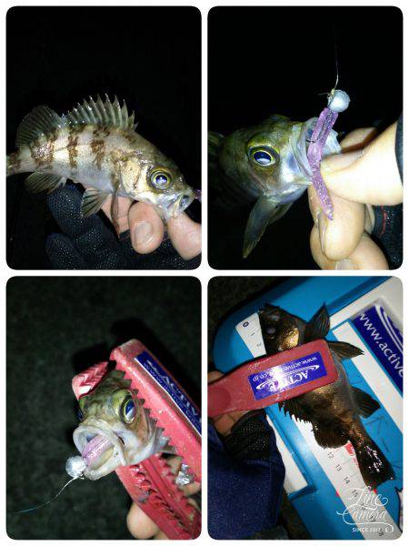 メバルイレグイday