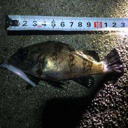 雨上がりコメバリング