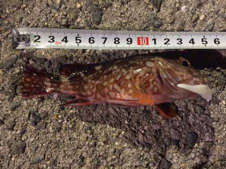 無風のち爆風メバリング