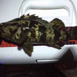 メバルを求めてタケノコ・ガシラ