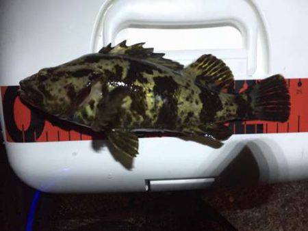 メバルを求めてタケノコ・ガシラ