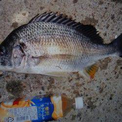 ボトム狙いで❗