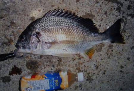 ボトム狙いで❗