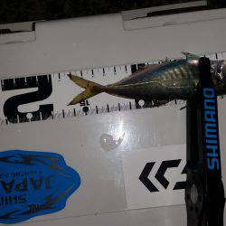 アジング激シブ