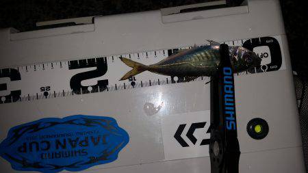 アジング激シブ