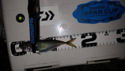 アジング激シブ